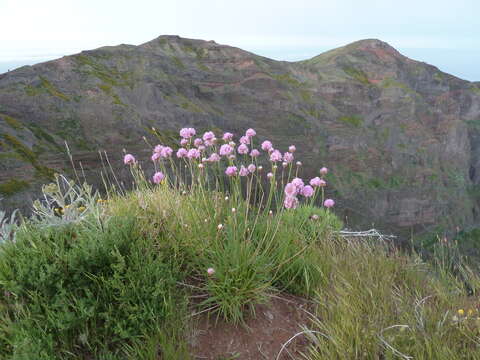 Image of Armeria maderensis Lowe