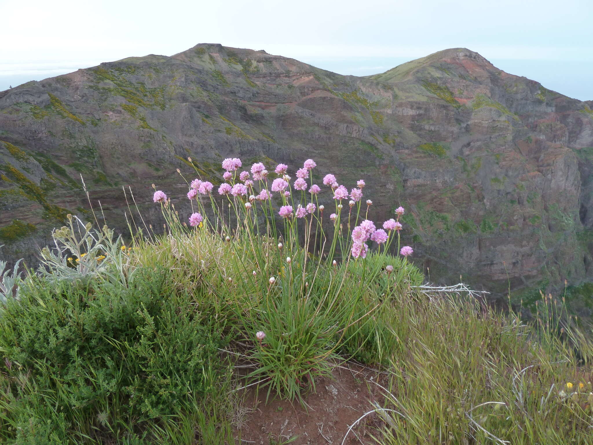 Image of Armeria maderensis Lowe