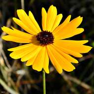 صورة Coreopsis gladiata Walt.