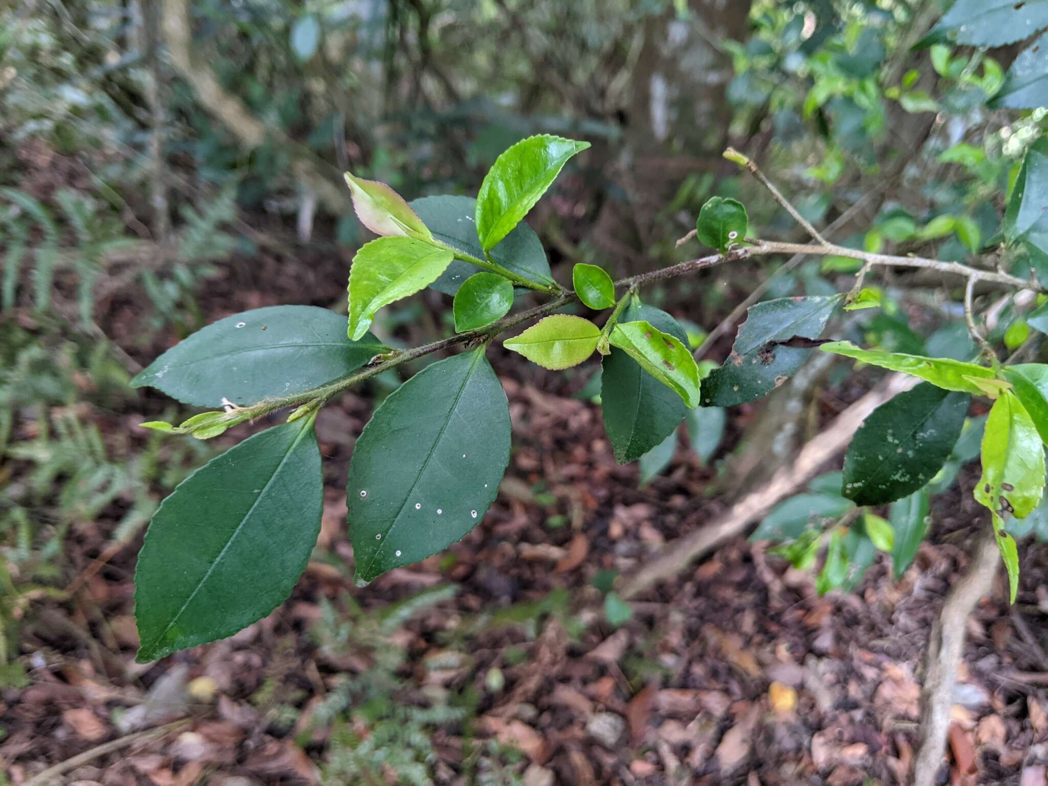 Image de Eurya leptophylla Hayata