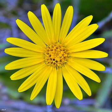 Image of narrowleaf silkgrass