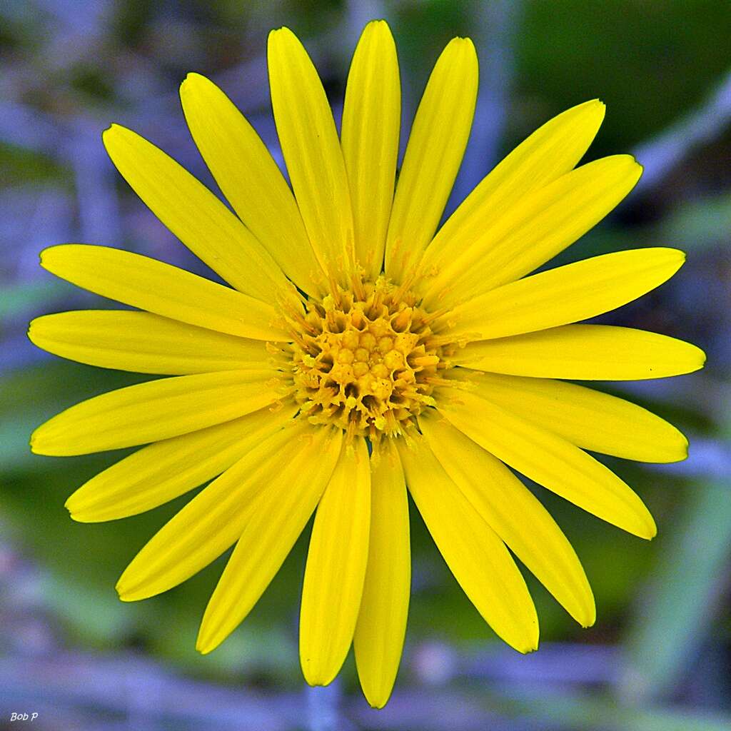 Image de Pityopsis graminifolia (Michx.) Nutt.