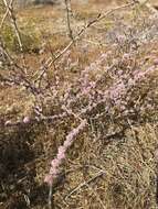 Image of wand buckwheat