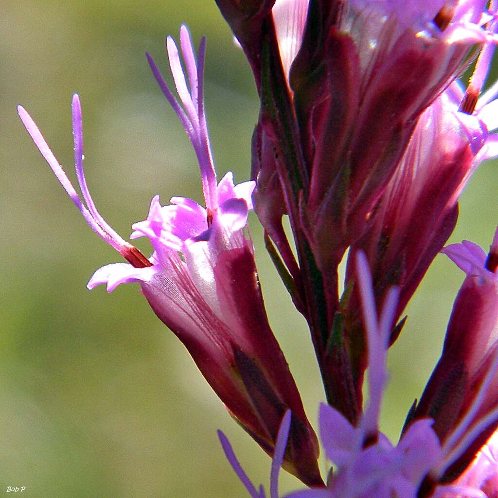 Слика од Liatris chapmanii Torr. & A. Gray