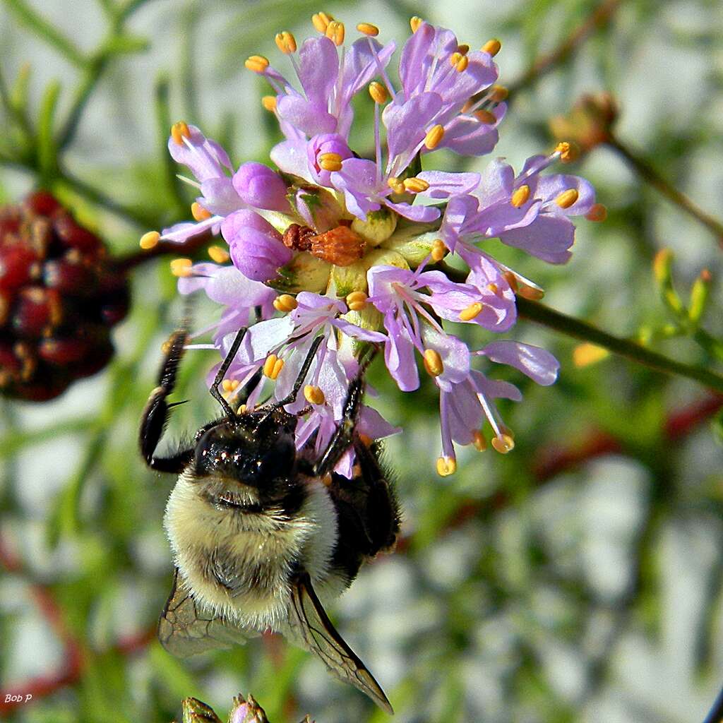 Image of Common Eastern Bumblebee