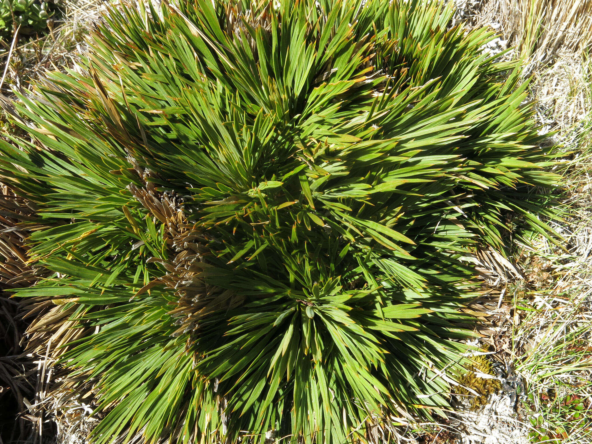 Image of Aciphylla montana var. gracilis (Oliv.) J. W. Dawson