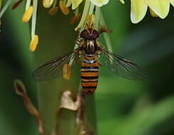 Image of Episyrphus viridaureus (Wiedemann 1824)