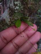 صورة Angraecum rhynchoglossum Schltr.