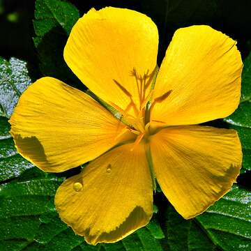 Imagem de Turnera ulmifolia L.