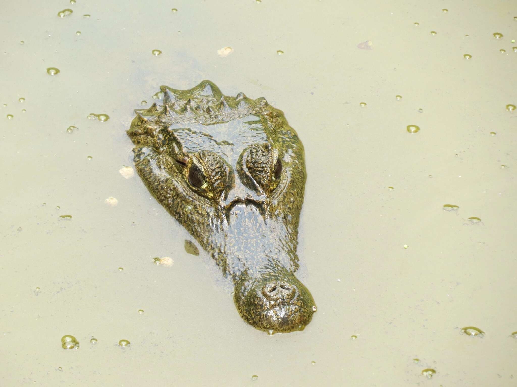 Image of South American Spectacled Caiman