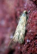 Image of Moth