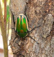 Image of Dicronorhina derbyana derbyana Westwood 1842