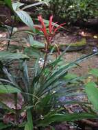 Image of Pitcairnia punicea Scheidw.