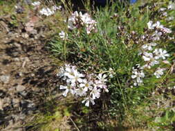 Imagem de Gypsophila uralensis Less.