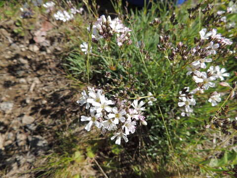 Plancia ëd Gypsophila uralensis Less.