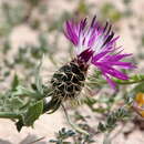 Image of Centaurea sphaerocephala L.