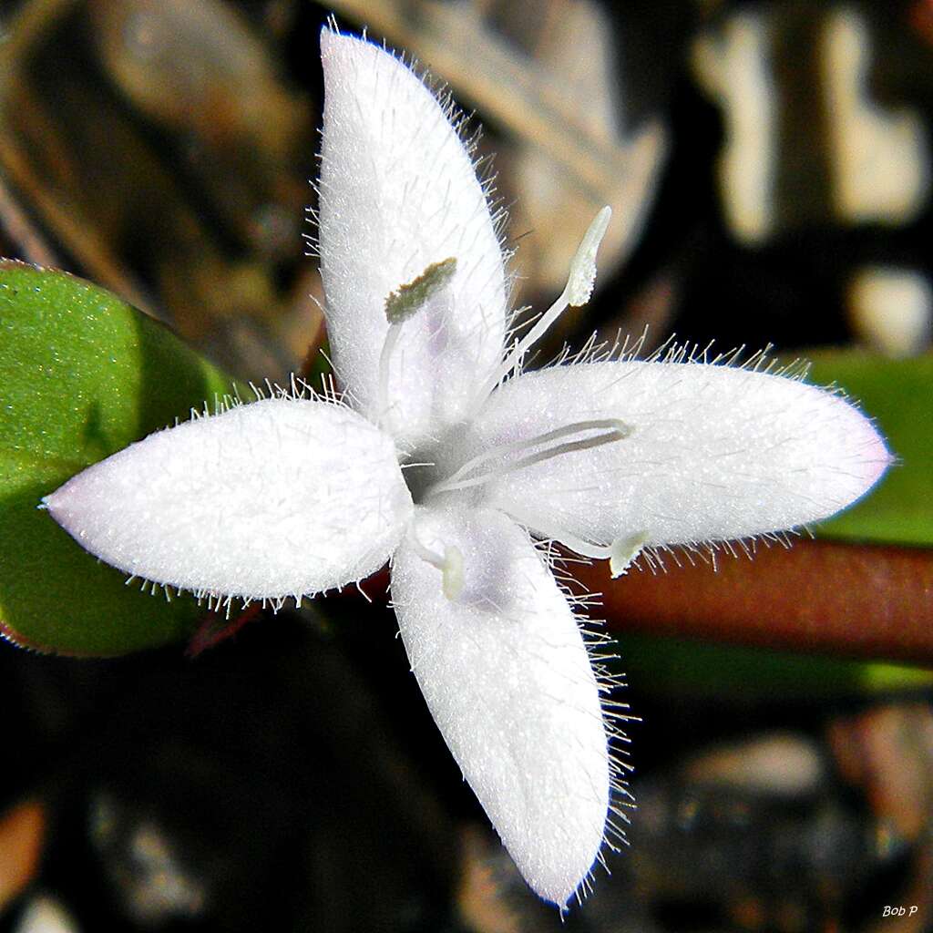 Image of Virginia buttonweed