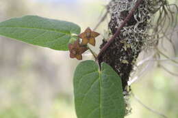 Image of Matelea tezcatlipocantha