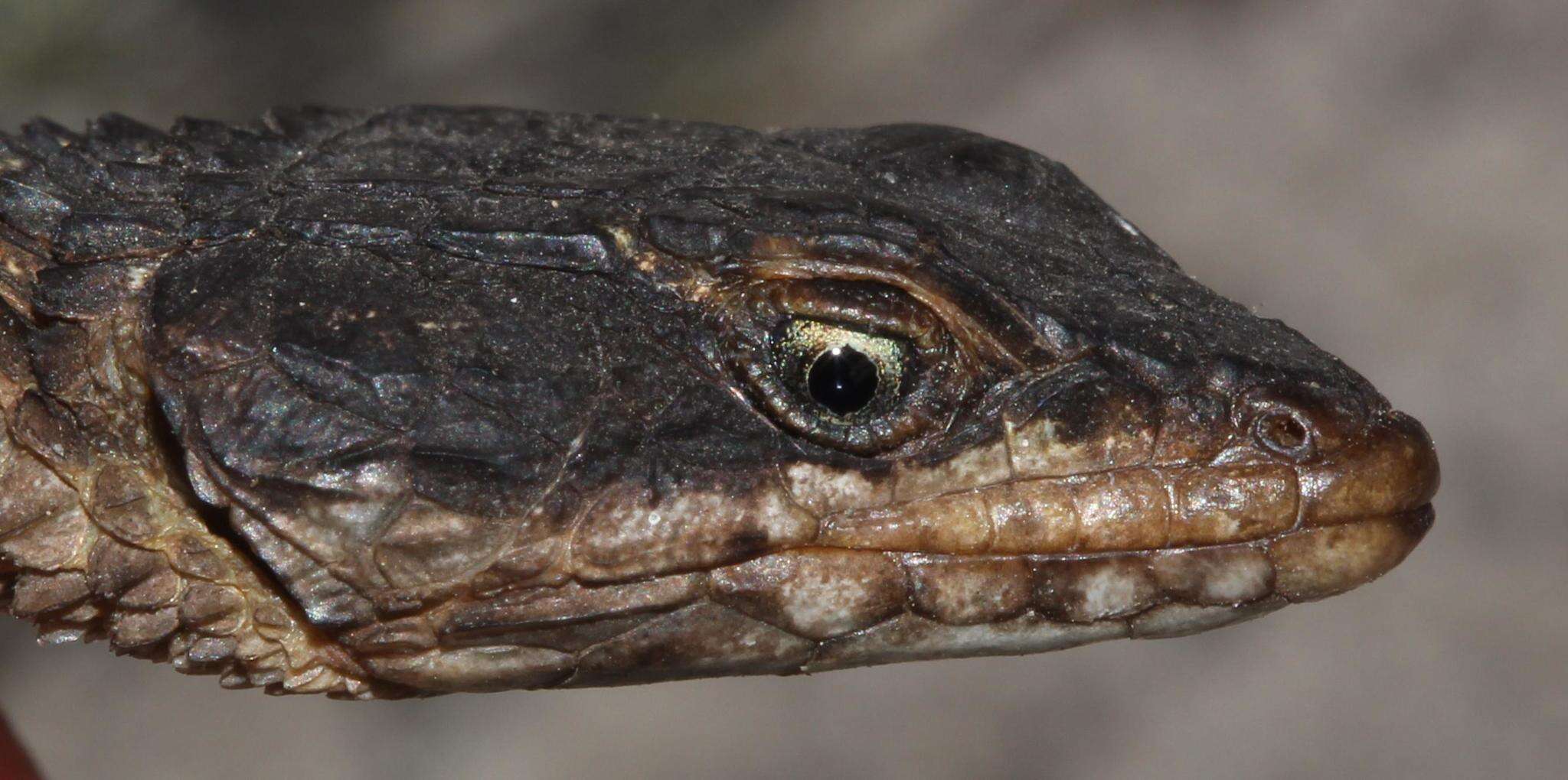 Image of Oelofsen’s Girdled Lizard