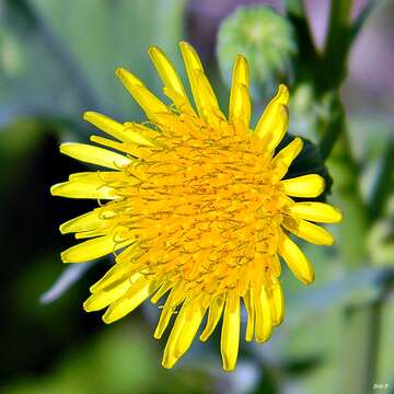 Image of common sowthistle