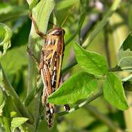 Image of American Bird Grasshopper