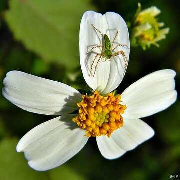 Image of Peucetia