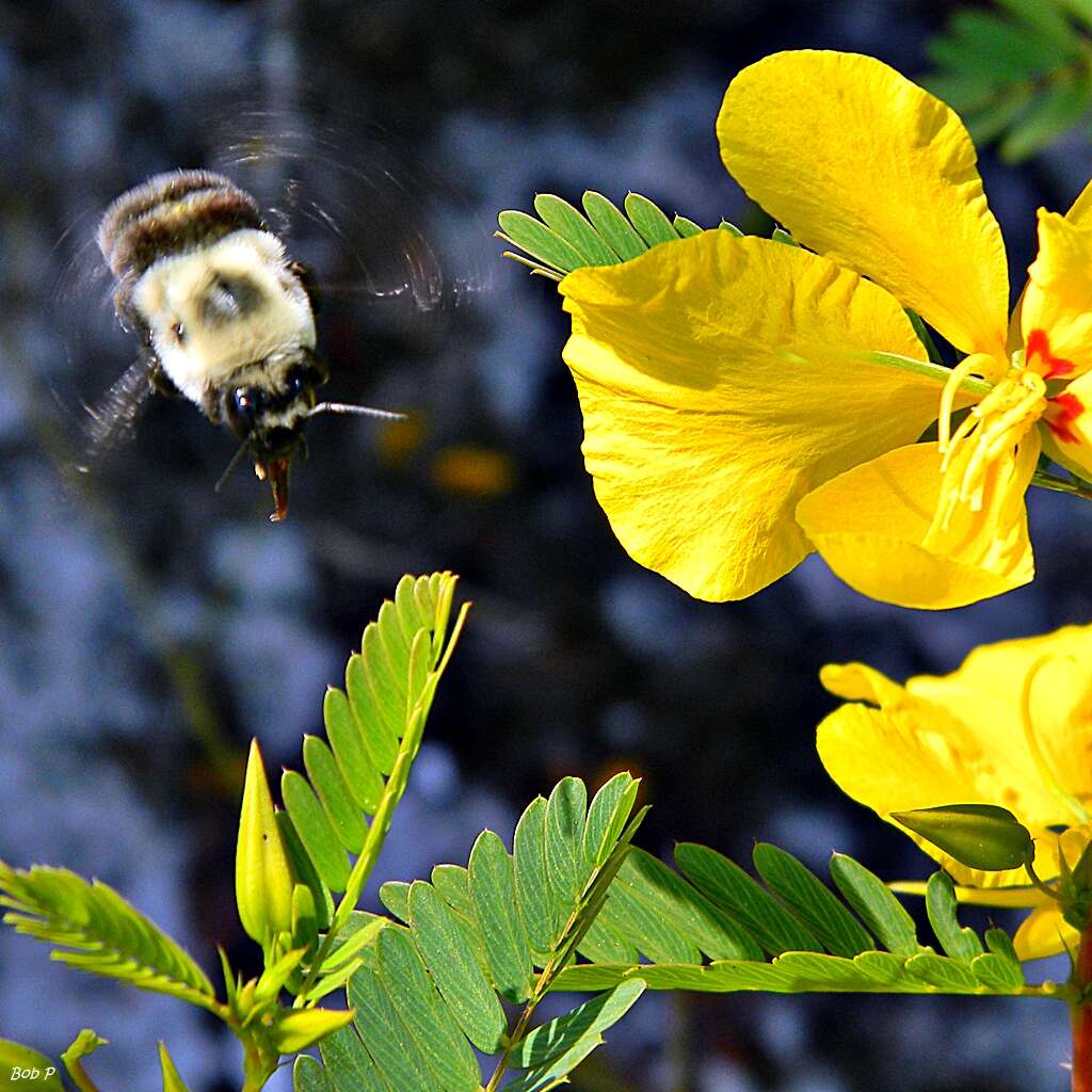 Image of partridge pea