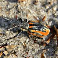 صورة Diaprepes abbreviatus (Linnaeus 1758)