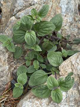 Image de Draperia systyla (A. Gray) Torr.