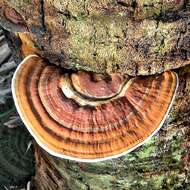 Ganoderma zonatum Murrill 1902的圖片