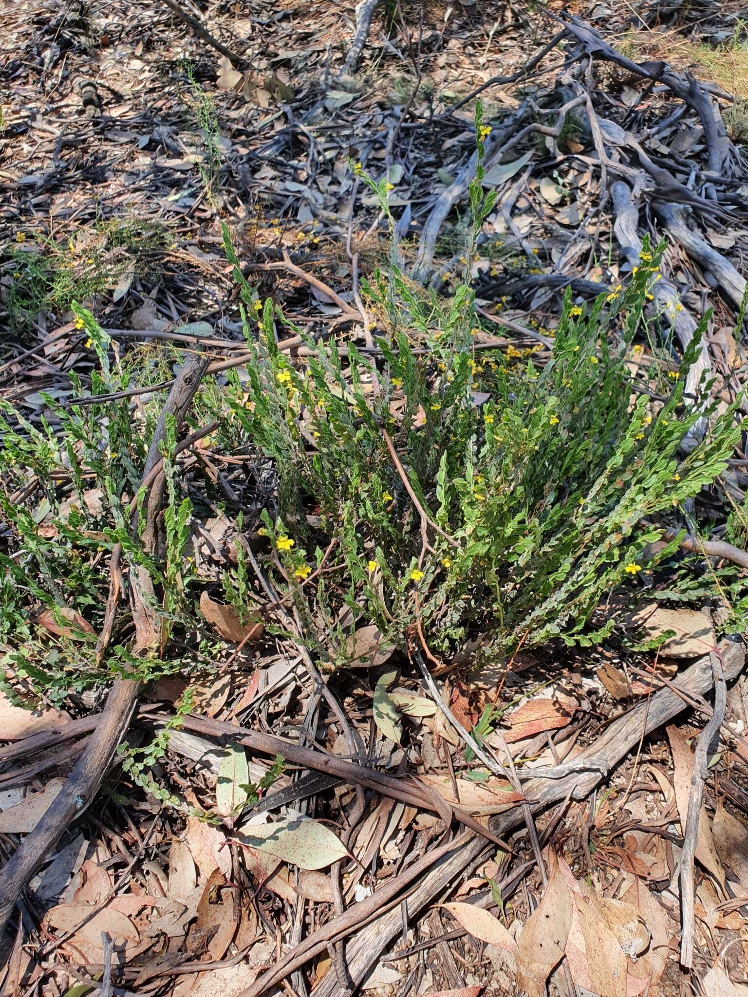 Image of Goodenia benthamiana R. C. Carolin