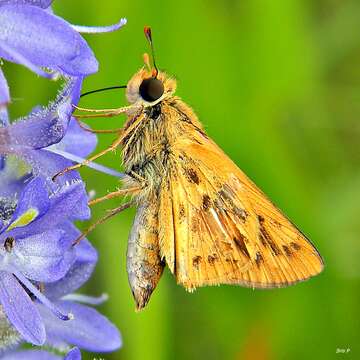 Image of Hylephila phyleus