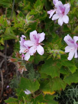 Слика од Pelargonium cucullatum subsp. strigifolium Volschenk