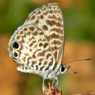 صورة Leptotes cassius (Cramer (1775))