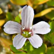 Plancia ëd Bacopa monnieri (L.) Pennell