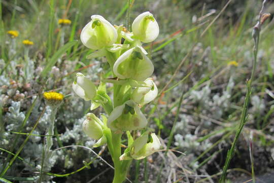 Image of Pterygodium leucanthum Bolus