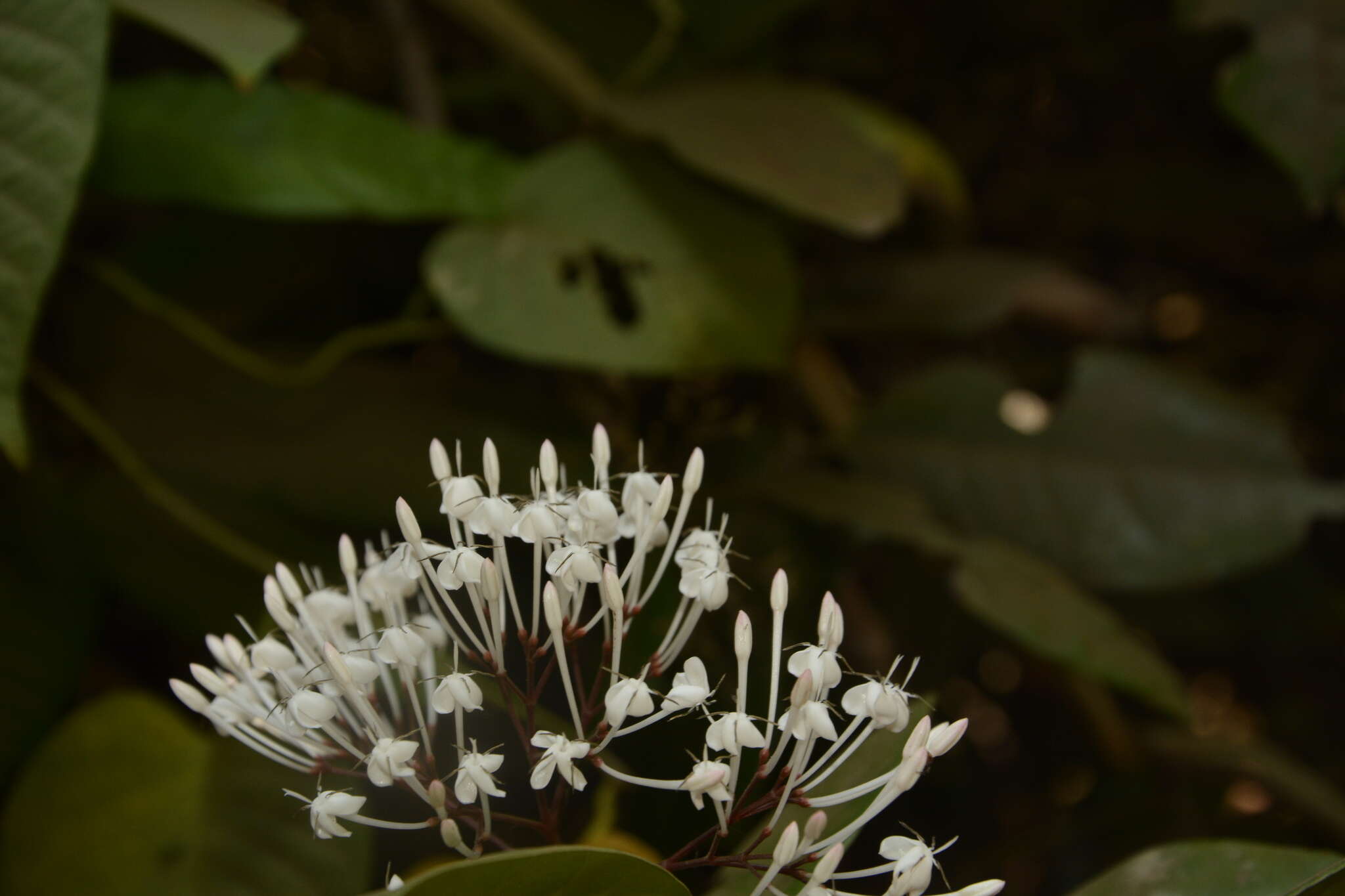 Image of Ixora nigricans R. Br. ex Wight & Arn.