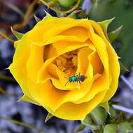 Image of Eastern Prickly Pear