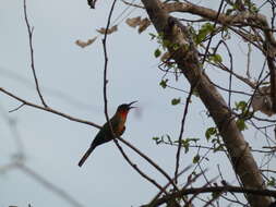 Image of Red-throated Bee-eater