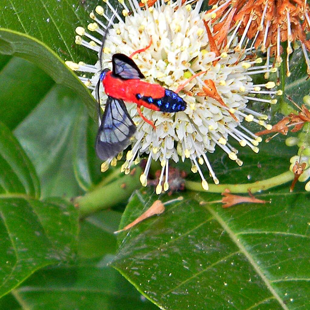 Image of Scarlet-Bodied Wasp Moth