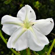 Image of Moonflower or moon vine