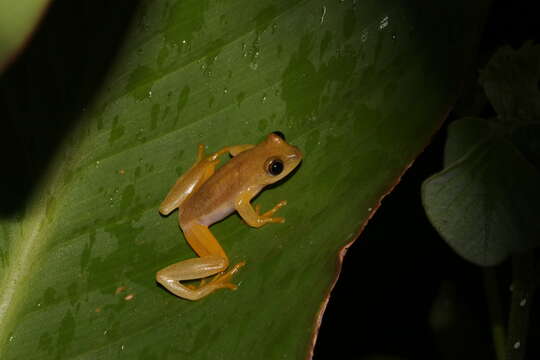 Слика од Heterixalus alboguttatus (Boulenger 1882)