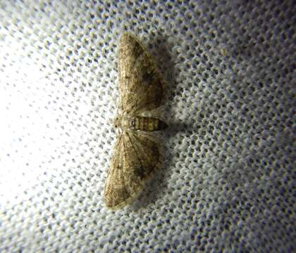 صورة Eupithecia inturbata