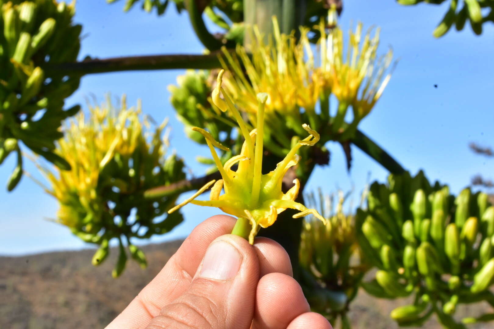 Image of Agave shawii subsp. goldmaniana (Trel.) Gentry