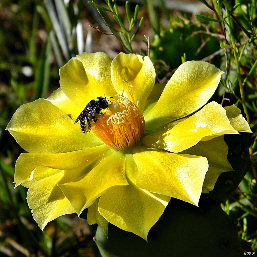 Image of Eastern Prickly Pear