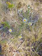 Image de Symphyotrichum porteri (A. Gray) G. L. Nesom