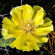 Image of Eastern Prickly Pear