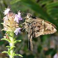 Image of Long-tailed Skipper