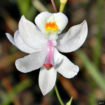 Image of Pale grass-pink