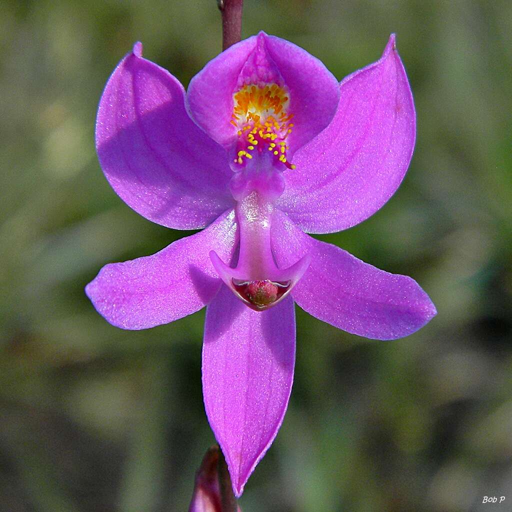 Image of Bearded grass-pink